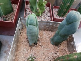 Kaktusy,agave , sukulenty - 9
