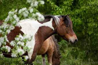 Huculská klisna, hucul, Tobiano, pony, malý kůň - 9