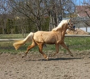 Valacha pony - 9