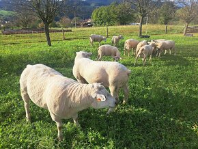Beran Texel z kontroly užitkovosti - 9