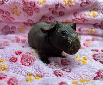 Skinny morče, sameček s PP - 9