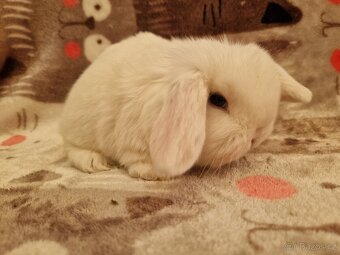 Zakrslý beránek - minilop - 9