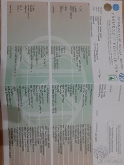 Maďarský drôtosrstý stavač-ohař - 9