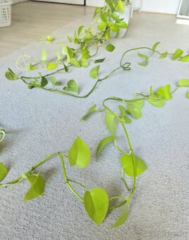 Epipremnum / Potos - 4x marble, snow queen, global, neon - 9