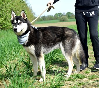 ALONZO K ADOPCI - přátelský, milý, kontaktní - 9