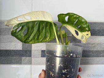 Monstera Adansonii Japanese Tricolor - 9