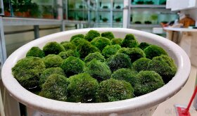 Endlerka (Poecilia wingei) - 9