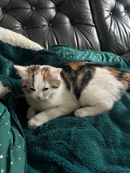 3 měsíční koťata - 9