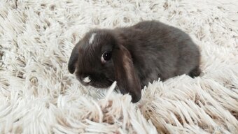 Zakrslý beránek, králíček, králík - DAN - 9