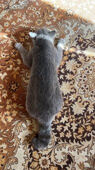 Krytí britský kocour - 9