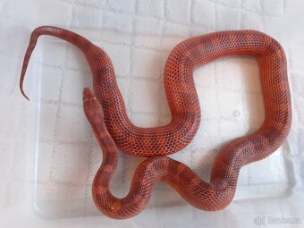 Užovky červené, krajta královská - 9