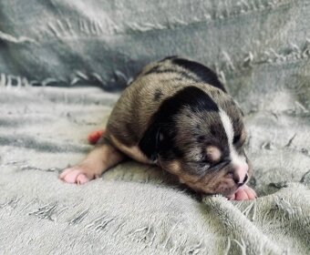 American Bully Pocket- Standart - 9