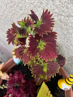 Africké kopřivy - 9