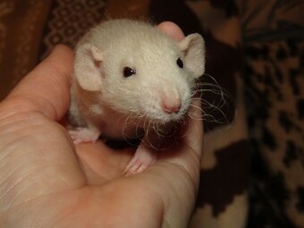 Dumbo, rex - mláďata potkánků s výpisem předků - 9