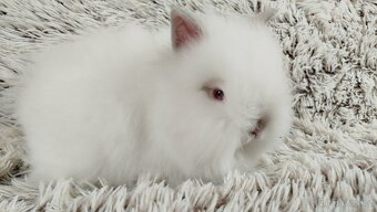 Zakrslý králík, králíček-(TEDDY)-HEIDY - 9