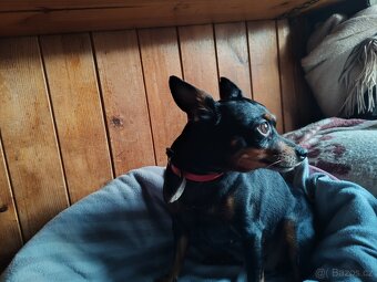 Pražský krysařík - štěňátka - 9