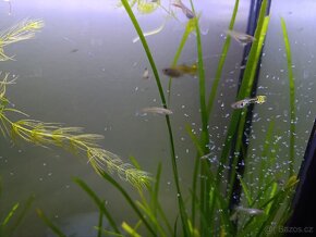 Paví očka, gupky, Poecilia reticulata
, Vsetín - 9