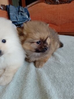 Pomeranian špic - 9