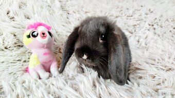 Zakrslý beránek, králíček, králík - PEGGY - 9