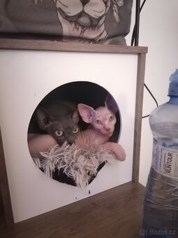 Kanadský sphynx - 9