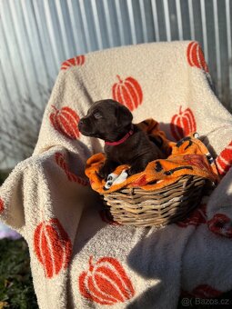 Labradorský retrívr štěňata s PP- hnědá - 9
