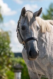 Luxusní klisna do chovu a rekreaci - 9