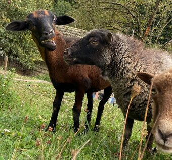 Kamerunska jehnička - 9