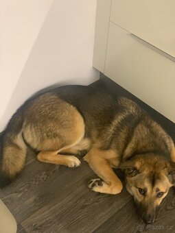 Daruji roční fenku - 9