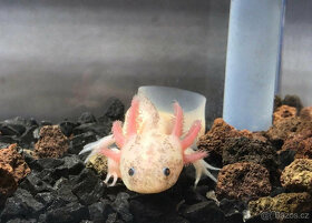 Axolotl od chovatele - axolotly.cz - 9