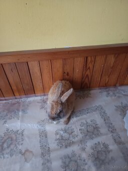Zakrslý králík - 9