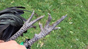 Kohouti Ayam Cemani, Cemanky, Cemanské slepice - 9