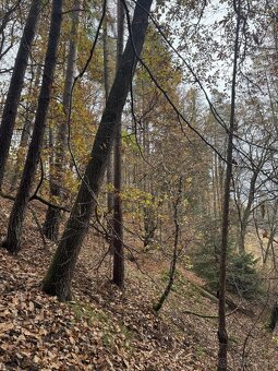 Prodám lesní pozemky v k.ú. Střemeníčko - 9