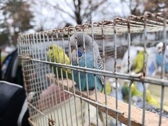 Korely a Andulky - 9