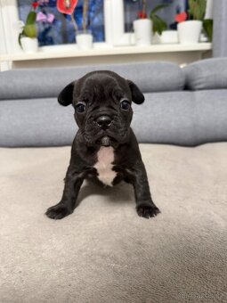 Francouzský buldoček - 9