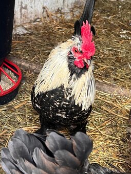 Kříženec araukany a hedvábničky - 9