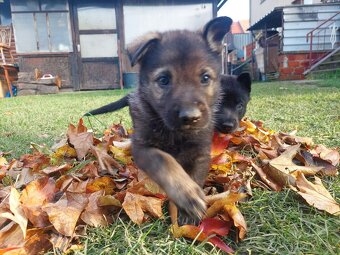 Německy ovčák s PP pracovní spojení -fena, pes - 9