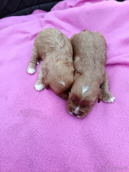 Cavapo, kavapo, cavapoo - 9