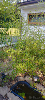 Obří mrazuvzdorný bambus phyllostachys, Vsetín - 9