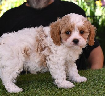 CAVAPOO štěňátka po zdravotně testovaných rodičích - 9