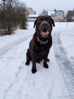 Labradorský retrívr s PP krytí - 9