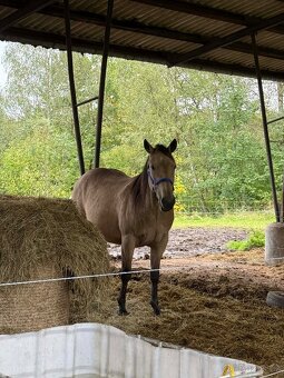 Prodám mladého valacha - 9