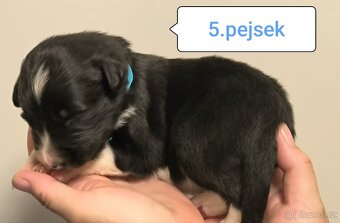 Border kolie bez PP - 9
