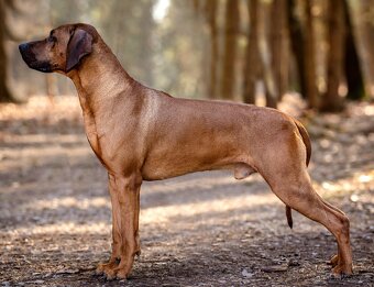 Rhodézský ridgeback s PP - 9
