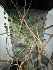 Terárium ( chameleon atd ) - 9