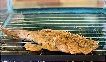 arapaima gigas+mix - 9