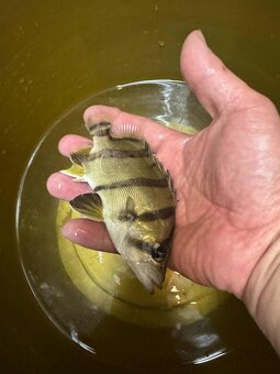 arapaima gigas+mix - 9