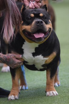 American Bully - pocket x standart - otec šampion - 9