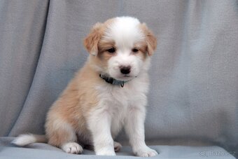 Border Kolie S PP - 9