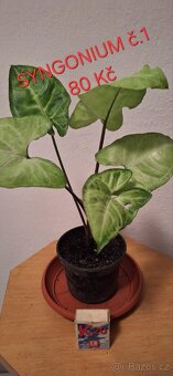 Pokojové rostliny - 9