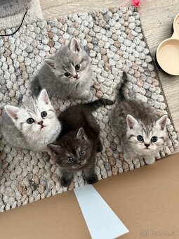 Britská koťata Whiskas - 9